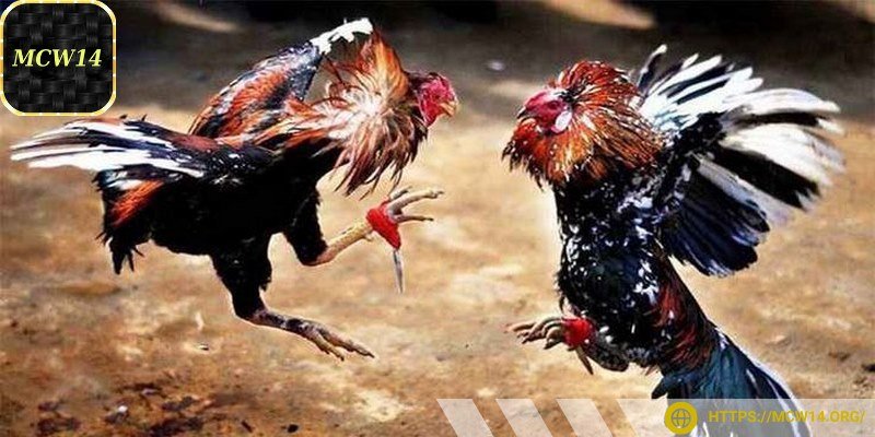 Đưa ra số tiền cụ thể từng phiên cược khác nhau