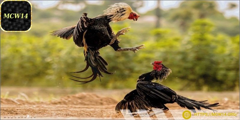 Từng cú ra đòn, từng pha né tránh đều hiển thị rõ ràng