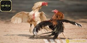 Chỉ cần một cú đá, trận đấu có thể kết thúc ngay lập tức