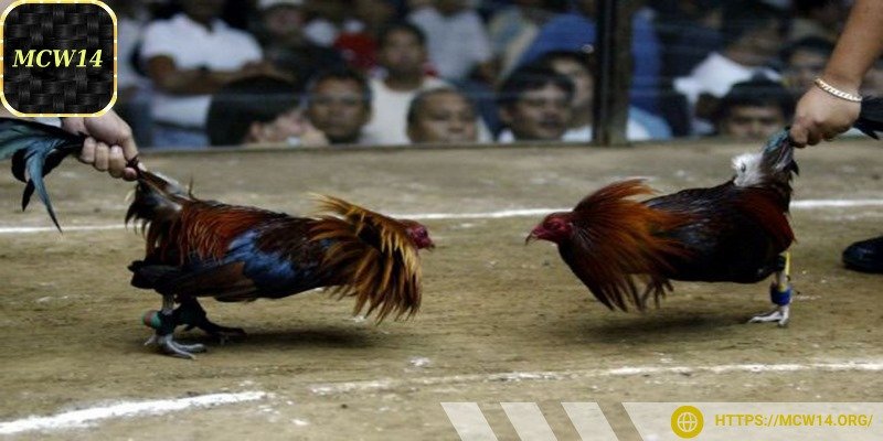 Một chú chiến kê tốt cần có dáng đứng vững chãi