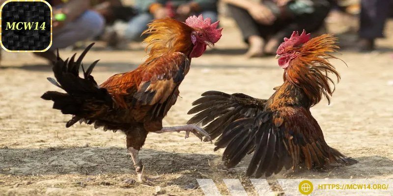 Cựa sắt trong thi đấu đều được làm theo chuẩn