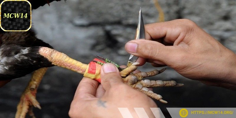Đá gà cựa sắt từ lâu đã nổi danh bởi sự gay cấn
